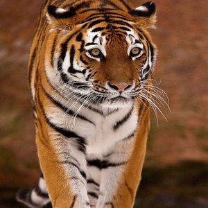 Meet your Posher, Kristin